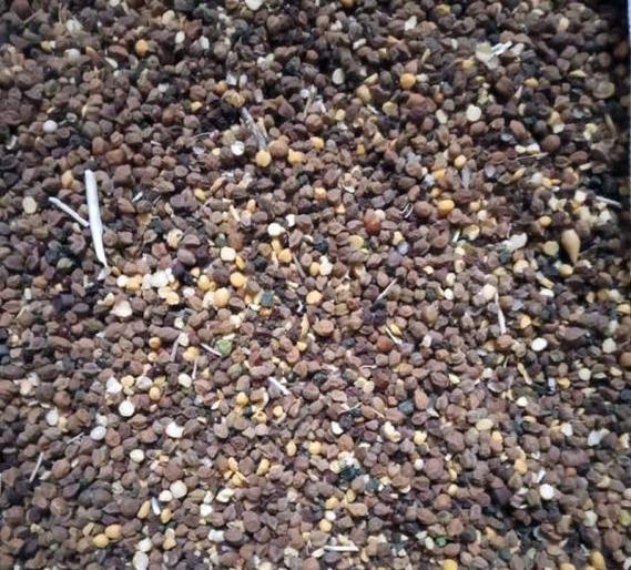 Tribal mockery by giving inferior grain in lockdown | लॉकडाऊनमध्ये निकृष्ट धान्य देऊन आदिवासींची थट्टा Tribal mockery by giving inferior grain in lockdown | लॉकडाऊनमध्ये निकृष्ट धान्य देऊन आदिवासींची थट्टा