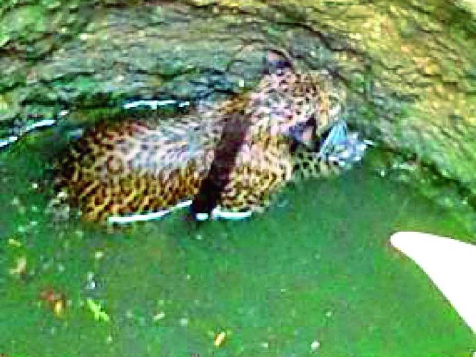 The drowning of the leopard came in search of water | पाण्याच्या शोधात आलेल्या बिबट्याचा विहिरीत बुडून मृत्यू The drowning of the leopard came in search of water | पाण्याच्या शोधात आलेल्या बिबट्याचा विहिरीत बुडून मृत्यू