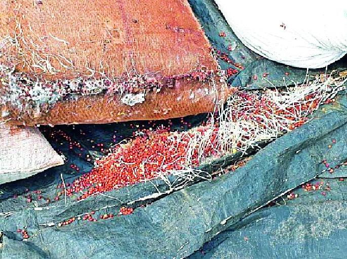 50 thousand quintals of commodities open | ५० हजार क्विंटल शेतमाल उघड्यावर 50 thousand quintals of commodities open | ५० हजार क्विंटल शेतमाल उघड्यावर