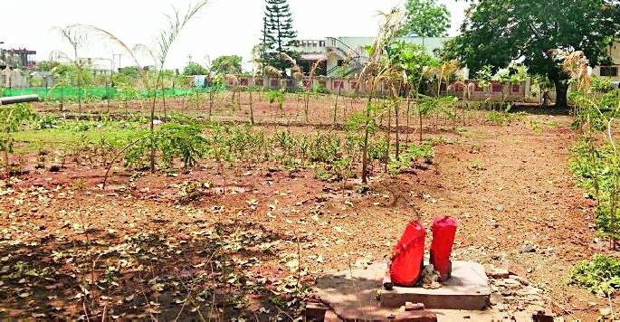 Waves of Rs | सव्वाचार कोटींच्या हरितपट्ट्याला वाळवी Waves of Rs | सव्वाचार कोटींच्या हरितपट्ट्याला वाळवी