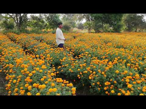 Dussehra, Diwali will eat marigold prices | दसरा,दिवाळीत झेंडु भाव खाणार Dussehra, Diwali will eat marigold prices | दसरा,दिवाळीत झेंडु भाव खाणार