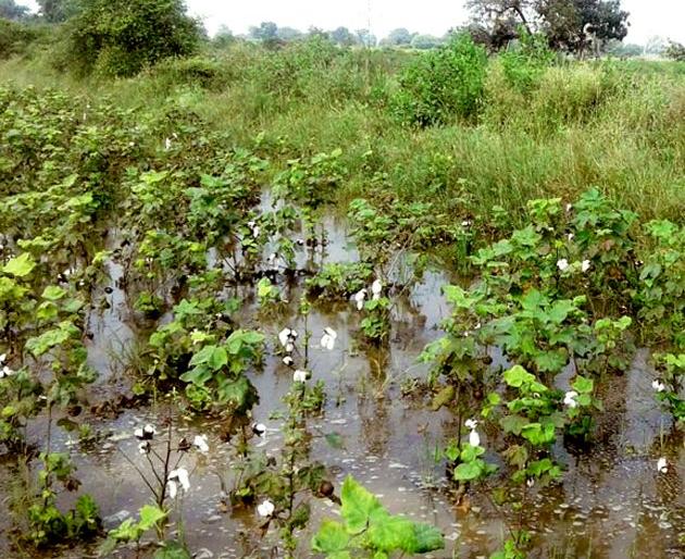 How do farmers of Vidarbha survive drought conditions? | विदर्भातील शेतकऱ्यांनी दुष्काळी परिस्थितीत जगायचे कसे? How do farmers of Vidarbha survive drought conditions? | विदर्भातील शेतकऱ्यांनी दुष्काळी परिस्थितीत जगायचे कसे?