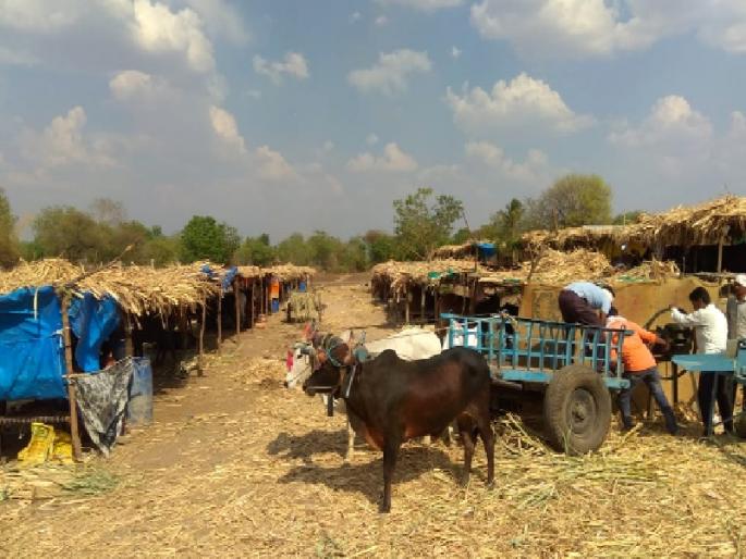 Another temporary parallel village beside the drought-built villages | दुष्काळाने वसवले गावाशेजारी दुसरे अस्थायी समांतर गाव Another temporary parallel village beside the drought-built villages | दुष्काळाने वसवले गावाशेजारी दुसरे अस्थायी समांतर गाव