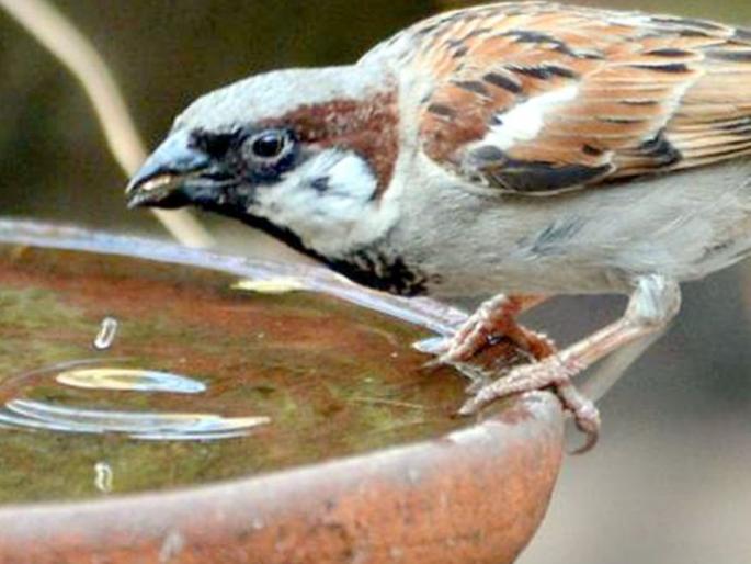 Heavy heat hits birds; Sparrows Due to summer | प्रखर उष्णतामानाचा पशुपक्ष्यांना फटका; चिमण्यांचा होतोय मृत्यू Heavy heat hits birds; Sparrows Due to summer | प्रखर उष्णतामानाचा पशुपक्ष्यांना फटका; चिमण्यांचा होतोय मृत्यू