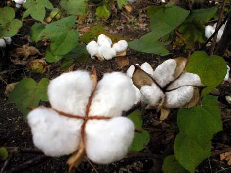 The burden of buying cotton; farmers ignored | सत्ता स्थापनेच्या तिढ्याने कापूस खरेदीचा गुंता; शेतकरी वाऱ्यावर The burden of buying cotton; farmers ignored | सत्ता स्थापनेच्या तिढ्याने कापूस खरेदीचा गुंता; शेतकरी वाऱ्यावर