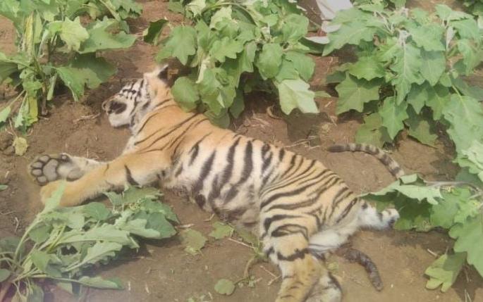 Death of a leased tiger in Kothari forest area in Chandrapur district | चंद्रपूर जिल्ह्यात कोठारी वनक्षेत्रात पट्टेदार वाघाचा मृत्यू