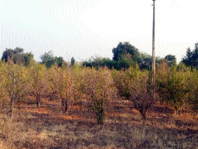 Thirst in the winter; Germination of Orchards | हिवाळ्यातच वाढली तहान; फळबागा झाल्या बकाल
