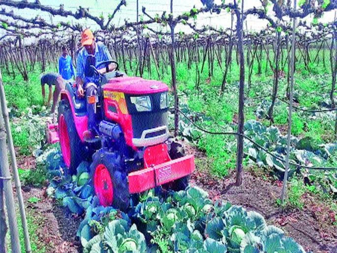 Anchor at three acres of cabbage | तीन एकर कोबीवर नांगर Anchor at three acres of cabbage | तीन एकर कोबीवर नांगर