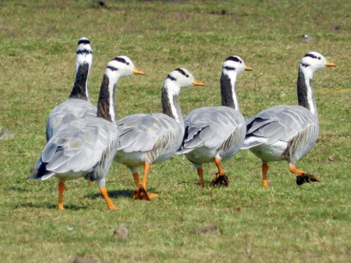 Ambazari lake in Nagpur, neglected by guest birds | नागपुरातील अंबाझरी तलावाकडे पाहुण्या पक्ष्यांनी फिरवली पाठ Ambazari lake in Nagpur, neglected by guest birds | नागपुरातील अंबाझरी तलावाकडे पाहुण्या पक्ष्यांनी फिरवली पाठ