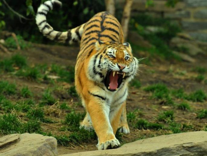 466 deaths in 10 years of wildlife conflict | वन्यजीव संघर्षात १० वर्षात ४६६ व्यक्तींचा मृत्यू 466 deaths in 10 years of wildlife conflict | वन्यजीव संघर्षात १० वर्षात ४६६ व्यक्तींचा मृत्यू