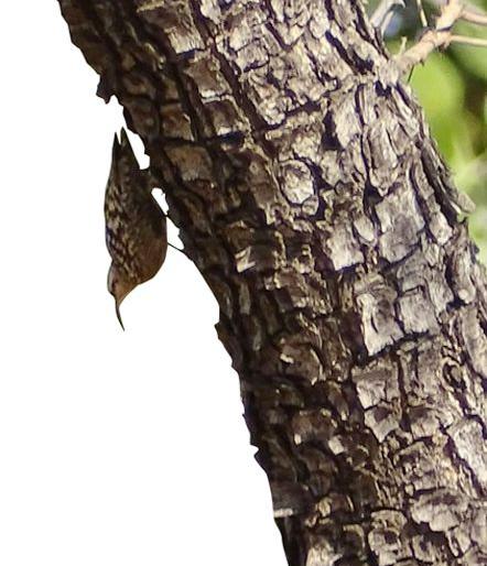 In the Paura forest in Amravati district, rare birds are added | अमरावती जिल्ह्यातील पोहरा जंगलातील पक्षिवैभवात दुर्मीळ पक्ष्यांची भर