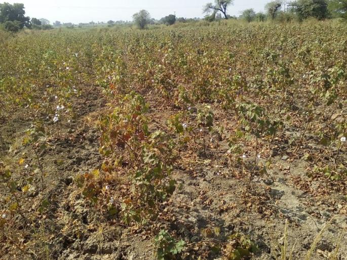 Attack on Cotton and Disease Invasion in Wardha District | वर्धा जिल्ह्यात कापसावर लाल्या व मर रोगाचे आक्रमण Attack on Cotton and Disease Invasion in Wardha District | वर्धा जिल्ह्यात कापसावर लाल्या व मर रोगाचे आक्रमण