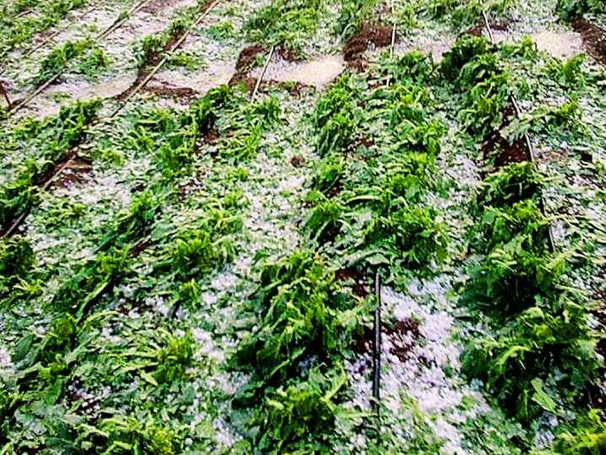 Heavy loss to farmers in Chandrapur district due to rain | चंद्रपूर जिल्ह्याला अवकाळी वादळी पावसाने झोडपले Heavy loss to farmers in Chandrapur district due to rain | चंद्रपूर जिल्ह्याला अवकाळी वादळी पावसाने झोडपले