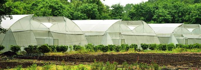 The Nagpur Agricultural College's Shandenet farming project is in crisis | नागपूर कृषी महाविद्यालयाचा शेडनेट शेतीचा प्रकल्प संकटात The Nagpur Agricultural College's Shandenet farming project is in crisis | नागपूर कृषी महाविद्यालयाचा शेडनेट शेतीचा प्रकल्प संकटात