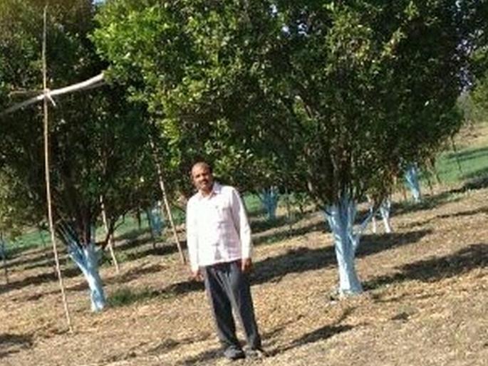 Generation of two lakhs of orange due to proper irrigation and cultivation | योग्य सिंचन व मशागतीमुळे संत्र्याचे दोन लाखांचे उत्पन्न; नागपूर जिल्ह्यातील खरसोलीच्या अरसडे यांनी साकारली २८०० झाडांची फळबाग Generation of two lakhs of orange due to proper irrigation and cultivation | योग्य सिंचन व मशागतीमुळे संत्र्याचे दोन लाखांचे उत्पन्न; नागपूर जिल्ह्यातील खरसोलीच्या अरसडे यांनी साकारली २८०० झाडांची फळबाग