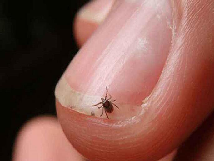 13 persons have been found positive for scrub typhus in Amravati district | सावधान! स्क्रब टायफसचे १३ पॉझिटिव्ह; आरोग्य यंत्रणा 'हाय अलर्ट'वर, ग्रामीण भागातही शिरकाव 13 persons have been found positive for scrub typhus in Amravati district | सावधान! स्क्रब टायफसचे १३ पॉझिटिव्ह; आरोग्य यंत्रणा 'हाय अलर्ट'वर, ग्रामीण भागातही शिरकाव