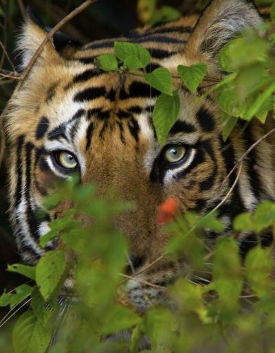 In Bhandara district wildlife is coming to villages | भंडारा जिल्ह्यातील अभयारण्यातील वन्यजीवांची गावाकडे धाव
