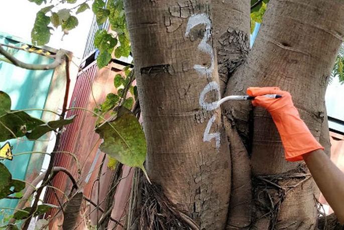 Corona disrupts tree census in Nagpur! | कोरोनामुळे नागपुरातील वृक्षगणनेत विघ्न!