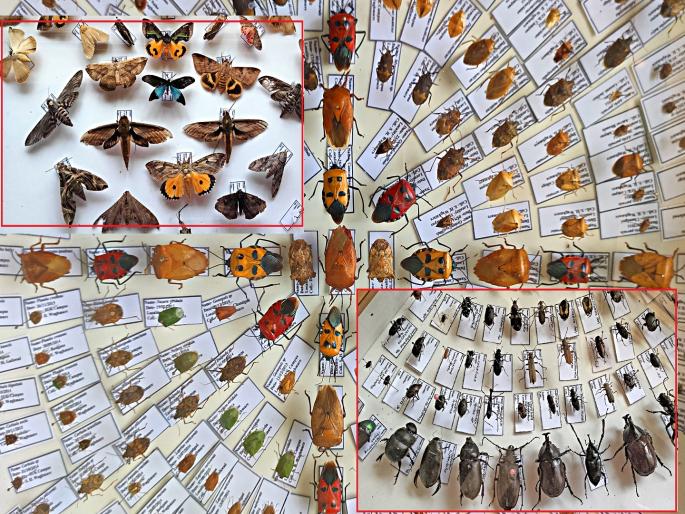 An exhibition of more than two thousand insects along with colorful butterflies at Shivaji University Kolhapur | कोल्हापुरातील शिवाजी विद्यापीठात भरले अनोखे प्रदर्शन, रंगीबेरंगी फुलपाखरांसह दोन हजारांहून अधिक कीटक An exhibition of more than two thousand insects along with colorful butterflies at Shivaji University Kolhapur | कोल्हापुरातील शिवाजी विद्यापीठात भरले अनोखे प्रदर्शन, रंगीबेरंगी फुलपाखरांसह दोन हजारांहून अधिक कीटक