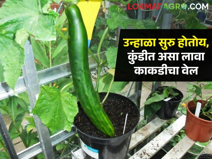 Home grown cucumbers in summer, vines that can be planted in pots too, these simple tips will come in handy.. | उन्हाळ्यात घरच्या काकड्यांचा गारवा, कुंडीतही लावता येईल वेल, या सोप्या टिप्स येतील कामी.. Home grown cucumbers in summer, vines that can be planted in pots too, these simple tips will come in handy.. | उन्हाळ्यात घरच्या काकड्यांचा गारवा, कुंडीतही लावता येईल वेल, या सोप्या टिप्स येतील कामी..