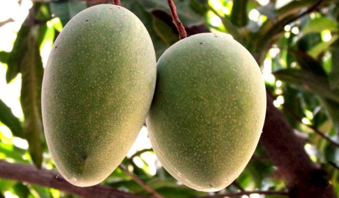 The famous 'collector' of Sirancha is now in Gadchiraeli | सिराेंचातील प्रसिद्ध ‘कलेक्टर’ आता गडचिराेलीत The famous 'collector' of Sirancha is now in Gadchiraeli | सिराेंचातील प्रसिद्ध ‘कलेक्टर’ आता गडचिराेलीत