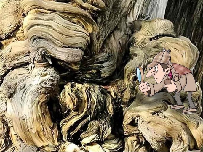 Optical illusion : can you find cat sitting on a tree branch | Optical Illusion: झाडाच्या खोडावर बसली आहे एक मांजर, भले भले शोधून थकले; तुम्हीही ट्राय करा! Optical illusion : can you find cat sitting on a tree branch | Optical Illusion: झाडाच्या खोडावर बसली आहे एक मांजर, भले भले शोधून थकले; तुम्हीही ट्राय करा!