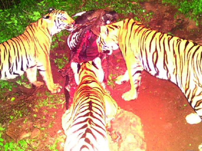 We will eat together, brothers and sisters | आपण बहीण भाऊ, शिकार मिळून खाऊ