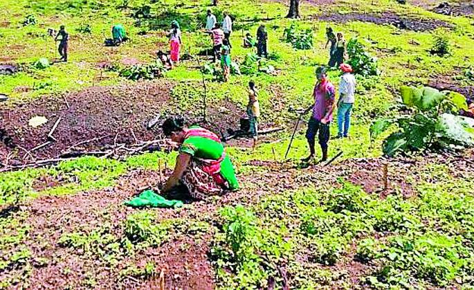 Custard apple, amla, hirda in the forest of Jarida range | जारिदा परिक्षेत्रातील जंगलात सीताफळ, आवळा, हिरडा Custard apple, amla, hirda in the forest of Jarida range | जारिदा परिक्षेत्रातील जंगलात सीताफळ, आवळा, हिरडा