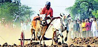 Talegaon hundred cent percent of Shankarpatta | तळेगावच्या शतकोत्तर शंकरपटावर सावट Talegaon hundred cent percent of Shankarpatta | तळेगावच्या शतकोत्तर शंकरपटावर सावट