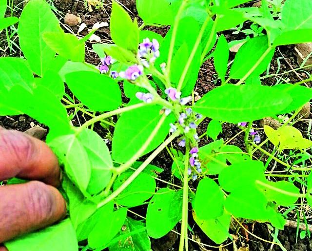 Soya bean flower | फुलोऱ्यावरील सोयाबीनची फुलगळ Soya bean flower | फुलोऱ्यावरील सोयाबीनची फुलगळ