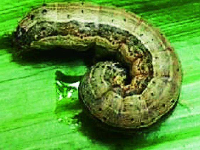 New military lane attack on maize, dangerous for Khiri | मक्यावर नवीन लष्करी अळींचा अटॅक, खरिपासाठी धोक्याचा