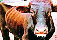 6.50 lakhs of Lalya-Khurkul vaccine available | लाळ्या-खुरकुत लसीची ६.५० लाख मात्रा उपलब्ध 6.50 lakhs of Lalya-Khurkul vaccine available | लाळ्या-खुरकुत लसीची ६.५० लाख मात्रा उपलब्ध