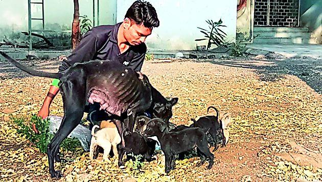 Breeding of the swine, breeding really happened? | श्वानांची भरमसाठ पैदास, खरेच निर्बीजीकरण झाले?