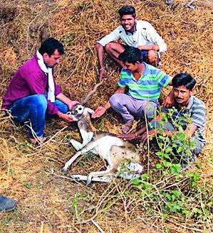 Blacks survived the dogs | कुत्र्यांच्या तावडीतून वाचविला काळविटचा जीव