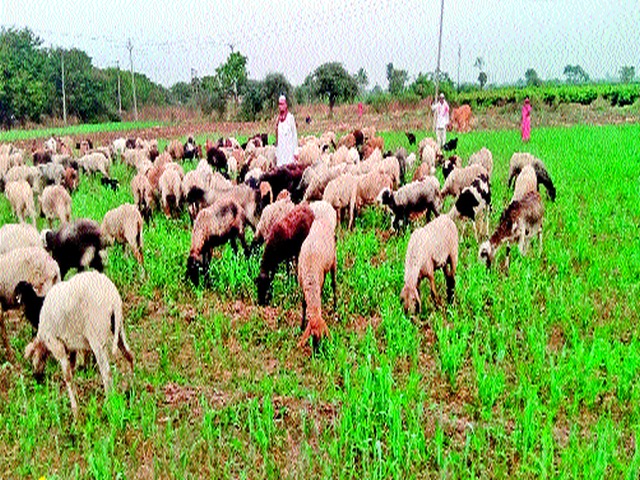 Animals left in the wheat crop | गहू पिकात सोडली जनावरे Animals left in the wheat crop | गहू पिकात सोडली जनावरे