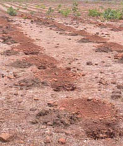 Tree rearing in village pond, which does not exist in Beed; 31 lakhs extravagance during the year | बीडमध्ये अस्तित्वात नसलेल्या ग्रा.पं.हद्दीत वृक्ष संगोपन; वर्षभरात ३१ लाखांची उधळपट्टी Tree rearing in village pond, which does not exist in Beed; 31 lakhs extravagance during the year | बीडमध्ये अस्तित्वात नसलेल्या ग्रा.पं.हद्दीत वृक्ष संगोपन; वर्षभरात ३१ लाखांची उधळपट्टी