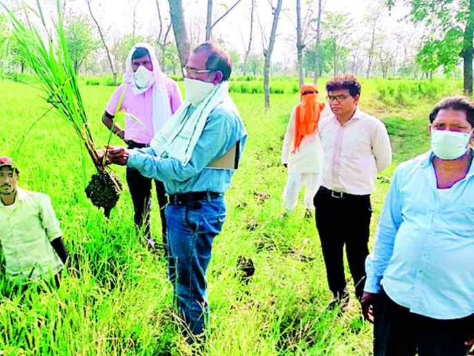 Farmers worried over summer paddy crop | उन्हाळी धान पिकावर अज्ञात रोगाच्या सावटाने शेतकरी चिंतेत