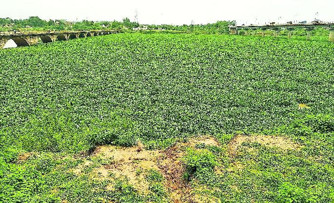 The shape of green lawn came to Wainganga | वैनगंगेला आले हिरव्या लॉनचे स्वरूप