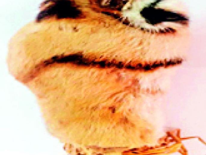 Investigation of tigers hunted slowly | वाघांच्या शिकारीचा तपास संथगतीने