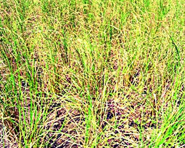 Drought Survey will be conducted in three talukas of the district | जिल्ह्यातील तीन तालुक्यात होणार दुष्काळाचे सर्वेक्षण Drought Survey will be conducted in three talukas of the district | जिल्ह्यातील तीन तालुक्यात होणार दुष्काळाचे सर्वेक्षण