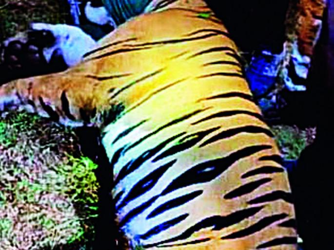 CT-1 Tiger jailed; Citizens breathed a sigh of relief | सीटी-1 वाघ जेरबंद; नागरिकांनी सोडला सुटकेचा नि:श्वास