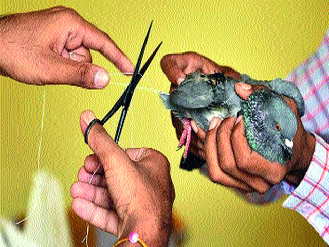 Throughout the year, nylon bows cut through 6 birds | वर्षभरात नायलॉन मांजाने कापले १५० पक्ष्यांचे पंख Throughout the year, nylon bows cut through 6 birds | वर्षभरात नायलॉन मांजाने कापले १५० पक्ष्यांचे पंख