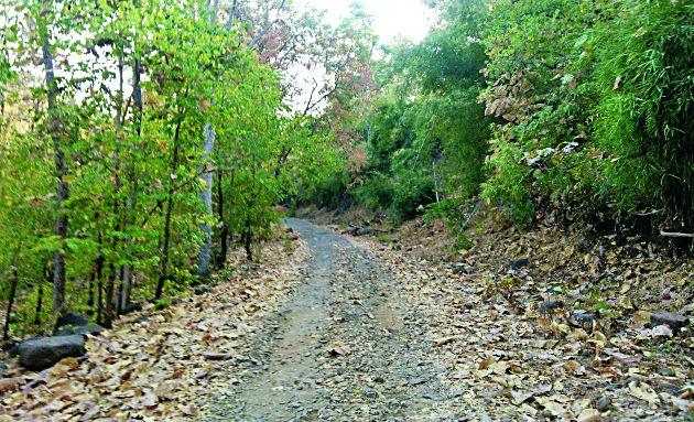 'Highway of Highways' in Korpana Taluka | कोरपना तालुक्यातील महामार्ग बनले ‘मृत्युमार्ग’ 'Highway of Highways' in Korpana Taluka | कोरपना तालुक्यातील महामार्ग बनले ‘मृत्युमार्ग’