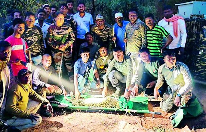 Finally, the 'he' cannibal Bibat was arrested | अखेर ‘तो’ नरभक्षक बिबट जेरबंद