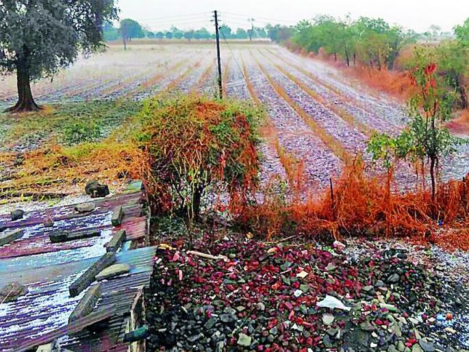 Windy rain, hailstorm | वादळी पाऊस, गारपिटीचा तडाखा Windy rain, hailstorm | वादळी पाऊस, गारपिटीचा तडाखा