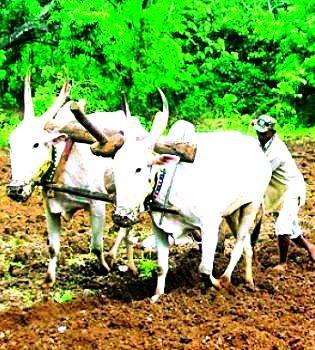 The names of 12 thousand 157 farmers have not been uploaded on 'NIC' | १२ हजार १५७ शेतकऱ्यांची नावे ‘एनआयसी’वर अपलोडच नाही The names of 12 thousand 157 farmers have not been uploaded on 'NIC' | १२ हजार १५७ शेतकऱ्यांची नावे ‘एनआयसी’वर अपलोडच नाही