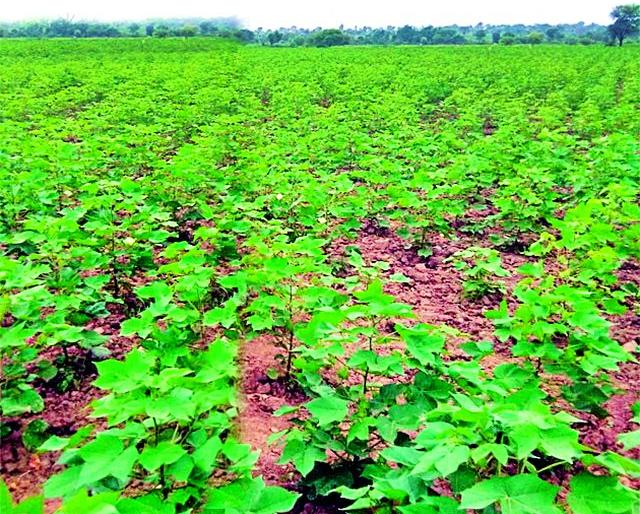 'CropSap' to control bandwidth | बोंडअळीच्या नियंत्रणासाठी ‘क्रॉपसॅप’ 'CropSap' to control bandwidth | बोंडअळीच्या नियंत्रणासाठी ‘क्रॉपसॅप’