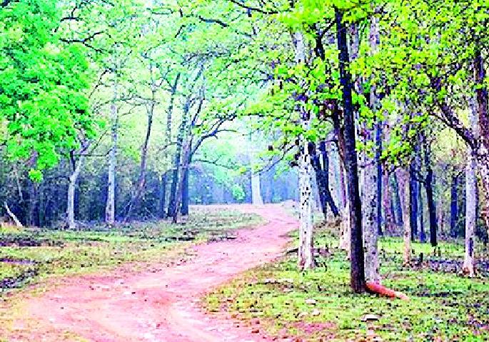 Accelerate the move of the new sanctuary to 'Kanhalgaon' by the government | शासनाकडून ‘कन्हाळगाव’ नव्या अभयारण्याच्या हालचालींना वेग Accelerate the move of the new sanctuary to 'Kanhalgaon' by the government | शासनाकडून ‘कन्हाळगाव’ नव्या अभयारण्याच्या हालचालींना वेग