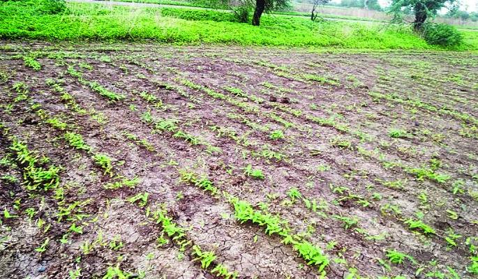 No rain in Akola district; Risk of Re- sowing; Farmer worried! | पेरण्या उलटण्याचा धोका; शेतकरी चिंतेत! No rain in Akola district; Risk of Re- sowing; Farmer worried! | पेरण्या उलटण्याचा धोका; शेतकरी चिंतेत!