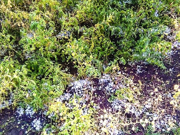 Akola: Received 2.22 crore assistance for hailstorm affected people | अकोला :गारपीटग्रस्तांसाठी २.२२ कोटींची मदत प्राप्त Akola: Received 2.22 crore assistance for hailstorm affected people | अकोला :गारपीटग्रस्तांसाठी २.२२ कोटींची मदत प्राप्त